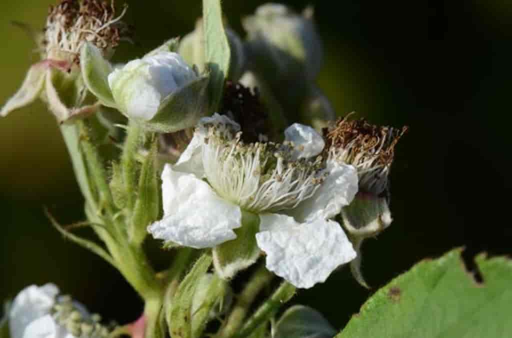 Rubus lindebergii