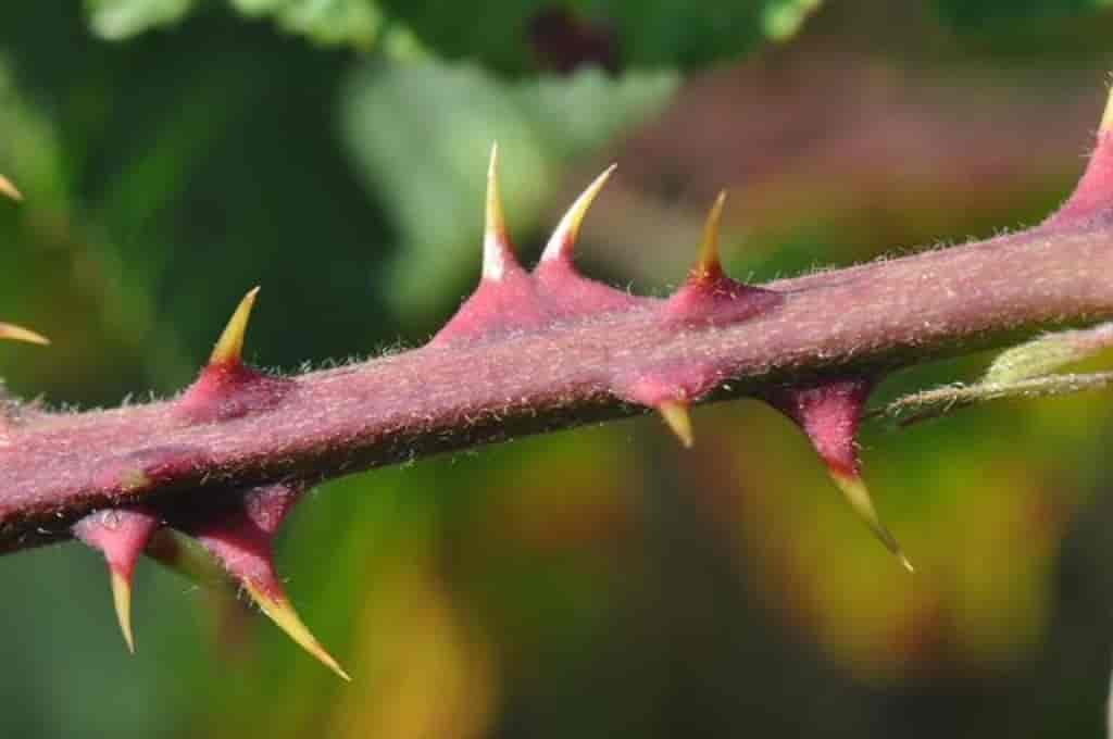 Rubus lindebergii