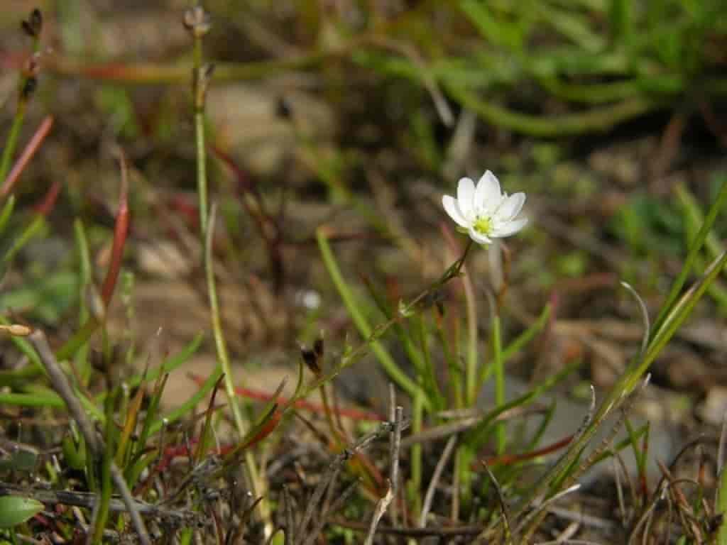 Sagina nodosa ssp. borealis