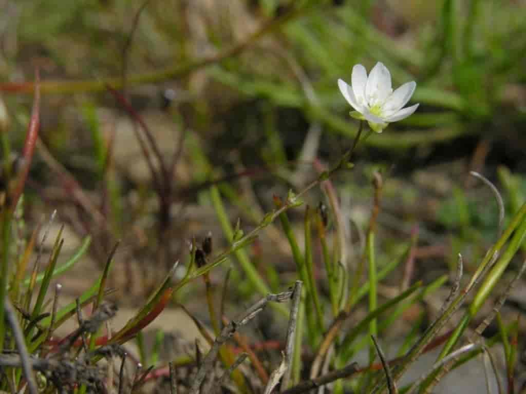 Sagina nodosa ssp. borealis