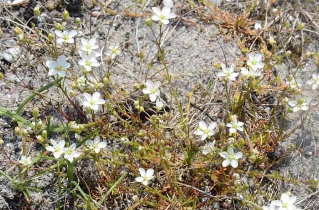 Sagina nodosa ssp. nodosa