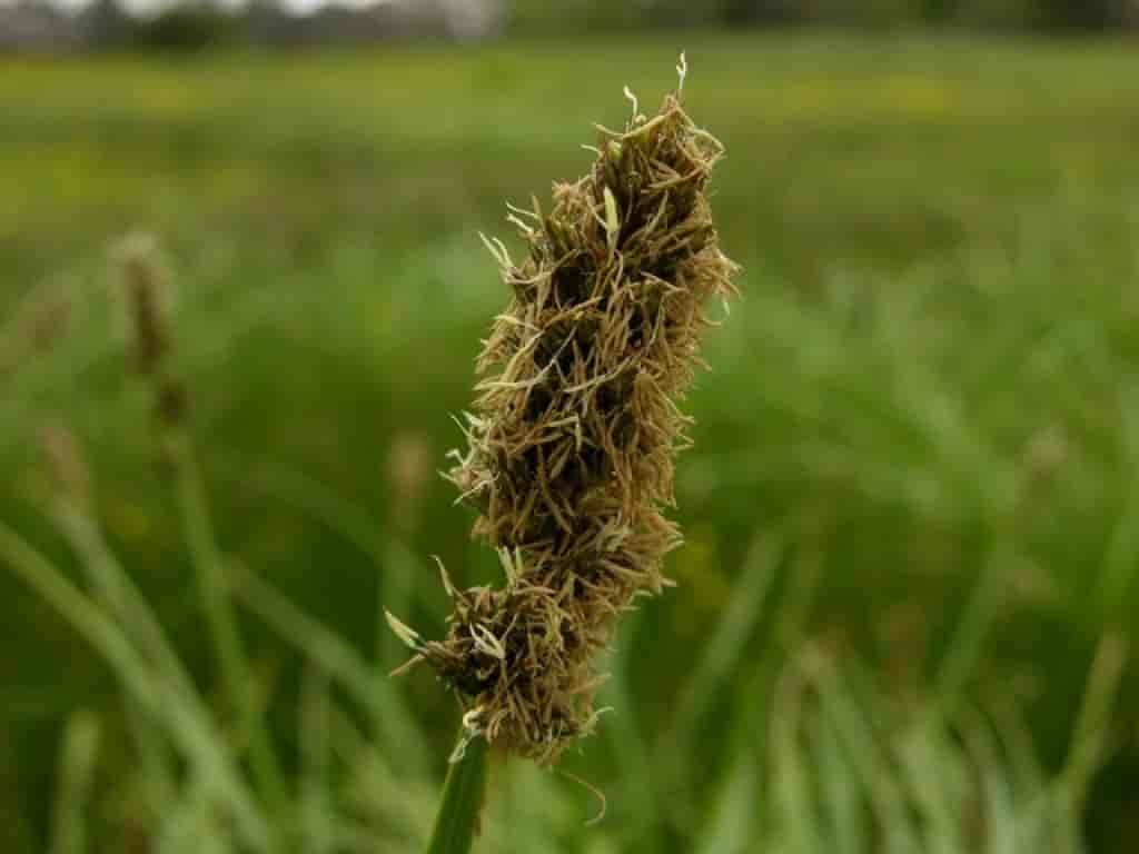 Carex vulpina
