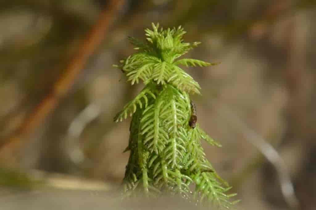 Myriophyllum verticillatum