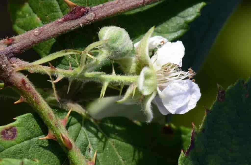 Rubus langei