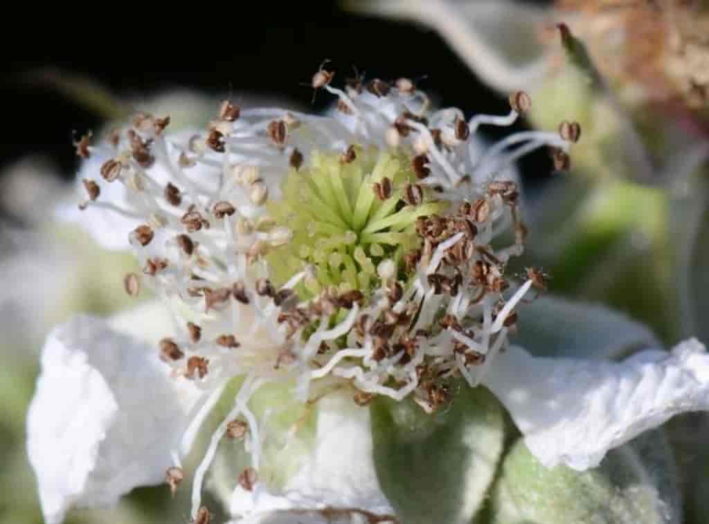 Rubus langei