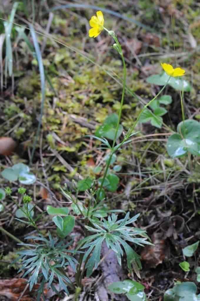 Ranunculus polyanthemos ssp. polyanthemos