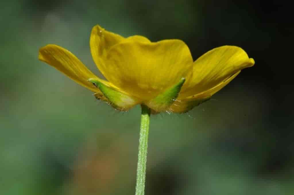 Ranunculus polyanthemos ssp. polyanthemos