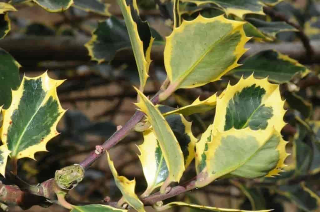 Ilex aquifolium (Aureo-marginata)