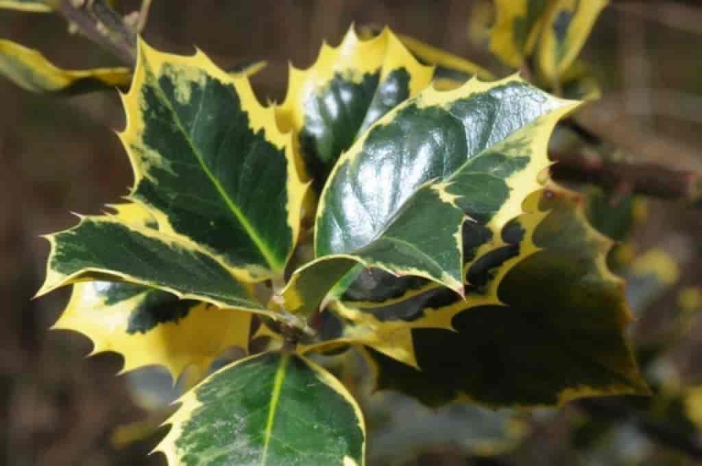Ilex aquifolium (Aureo-marginata)