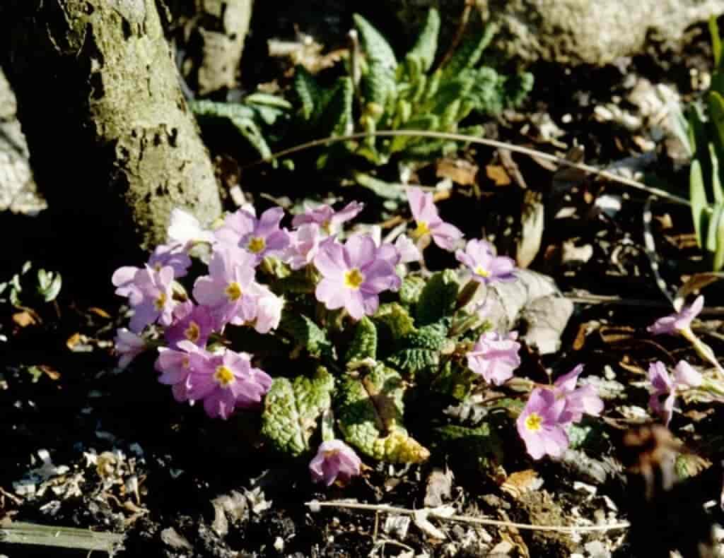Primula vulgaris (kultiv)