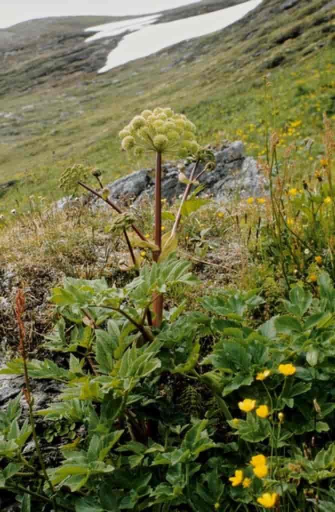 Angelica archangelica ssp. archangelica