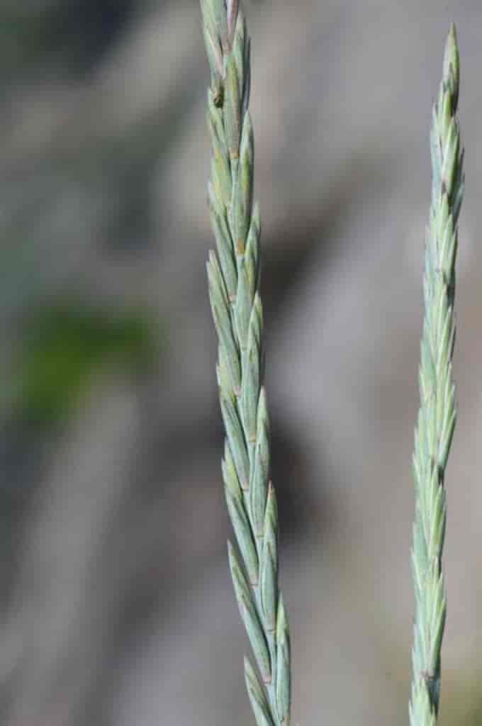 Elytrigia repens ssp. arenosa