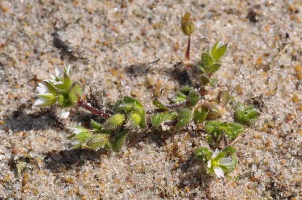 Cerastium diffusum ssp. diffusum