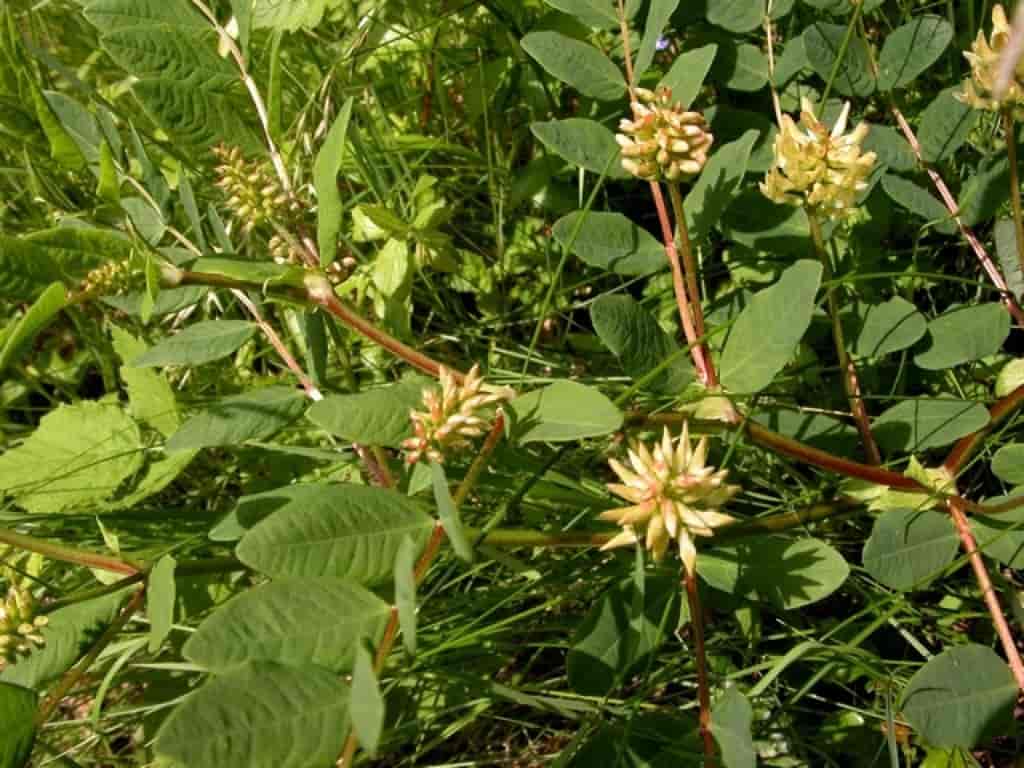 Astragalus glycyphyllus