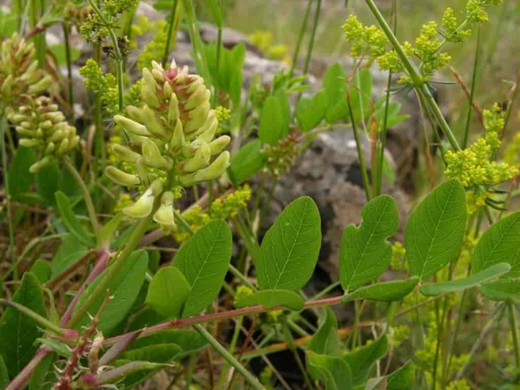 Astragalus glycyphyllus
