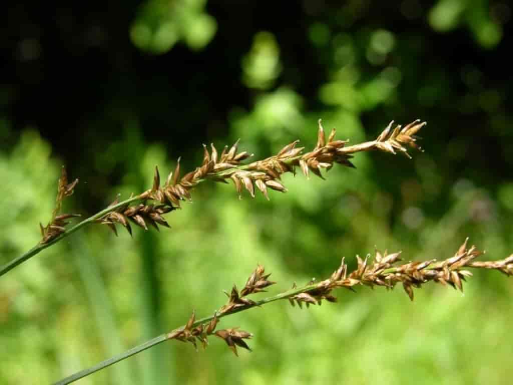 Carex elongata