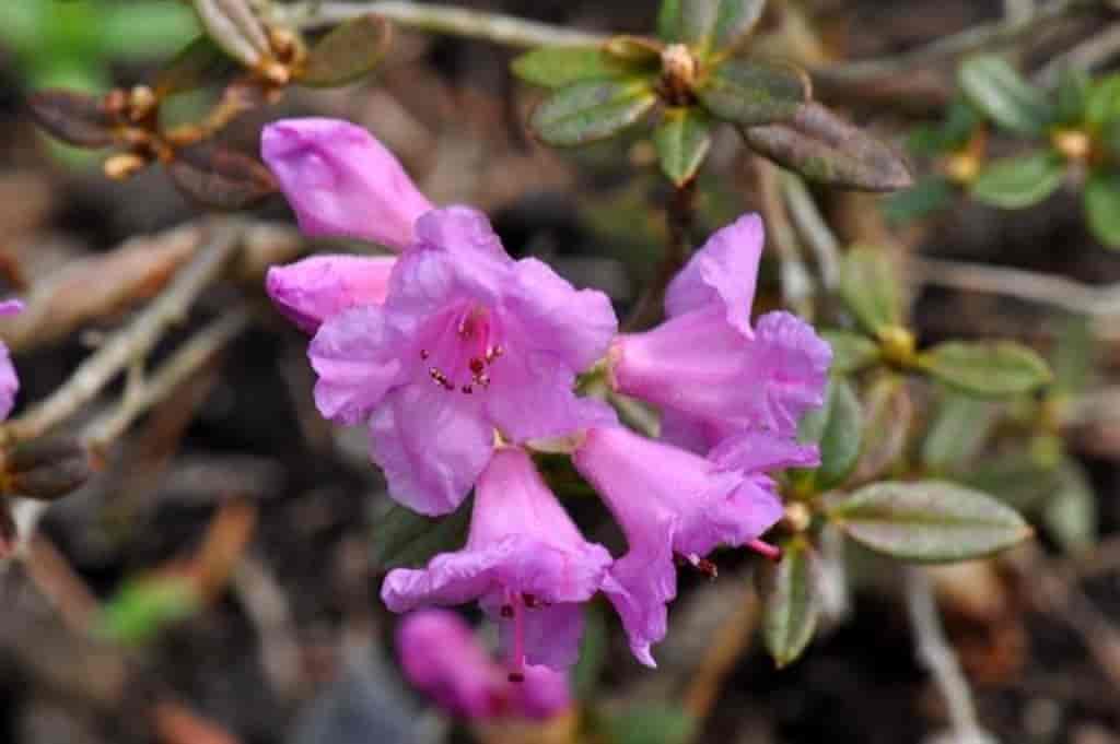 Rhododendron lapponicum