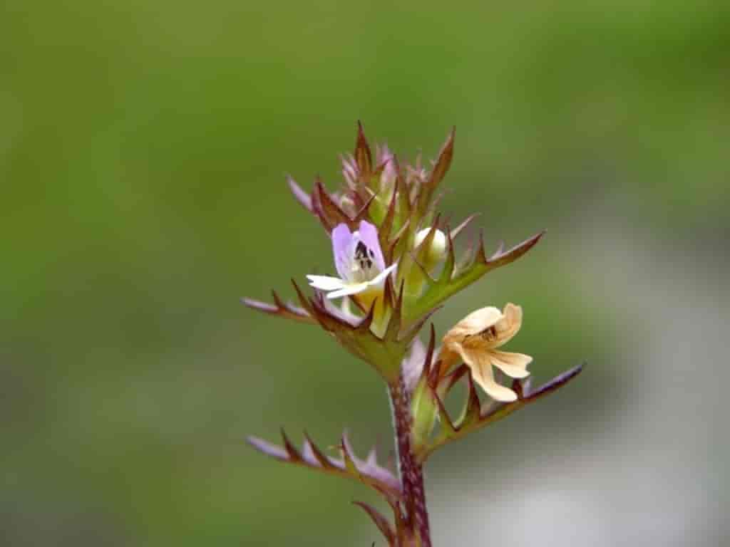 Euphrasia salisburgensis var. schoenicola