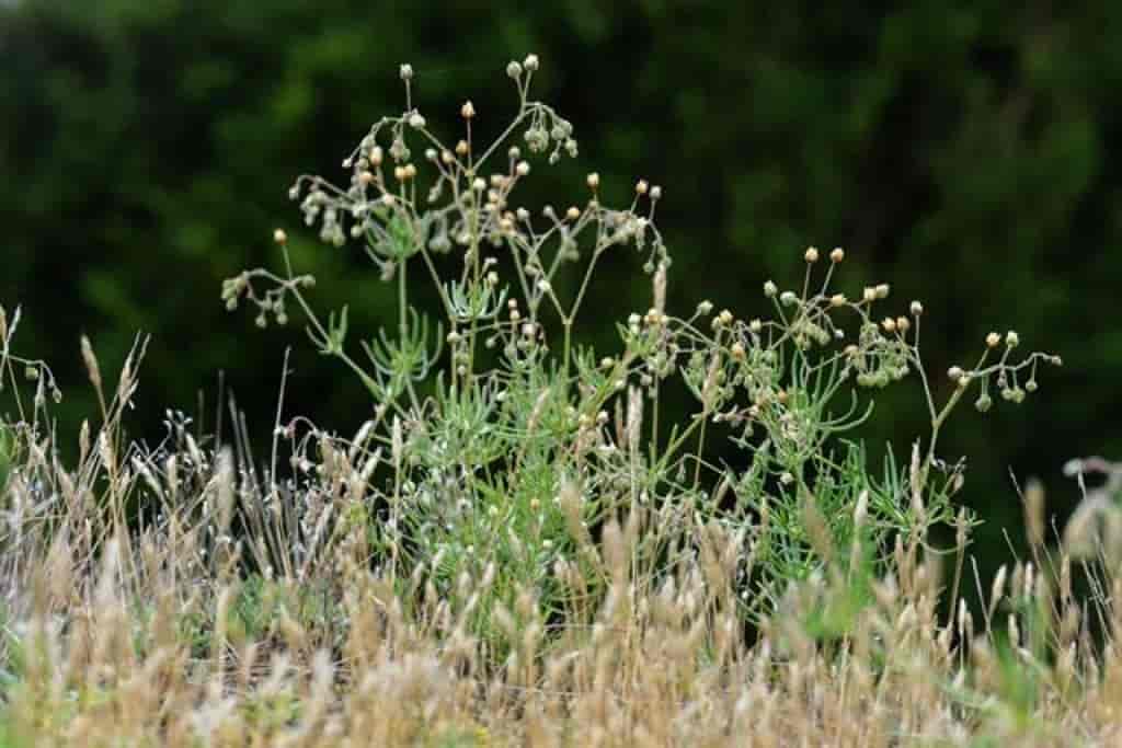 Spergula arvensis ssp. sativa