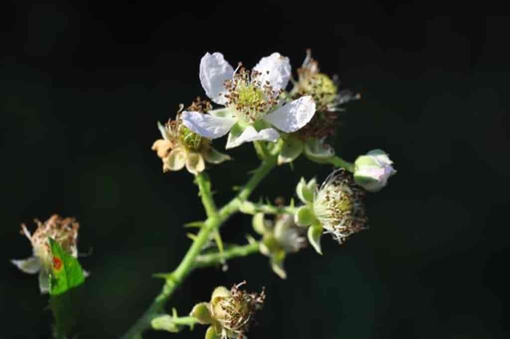 Rubus septentrionalis