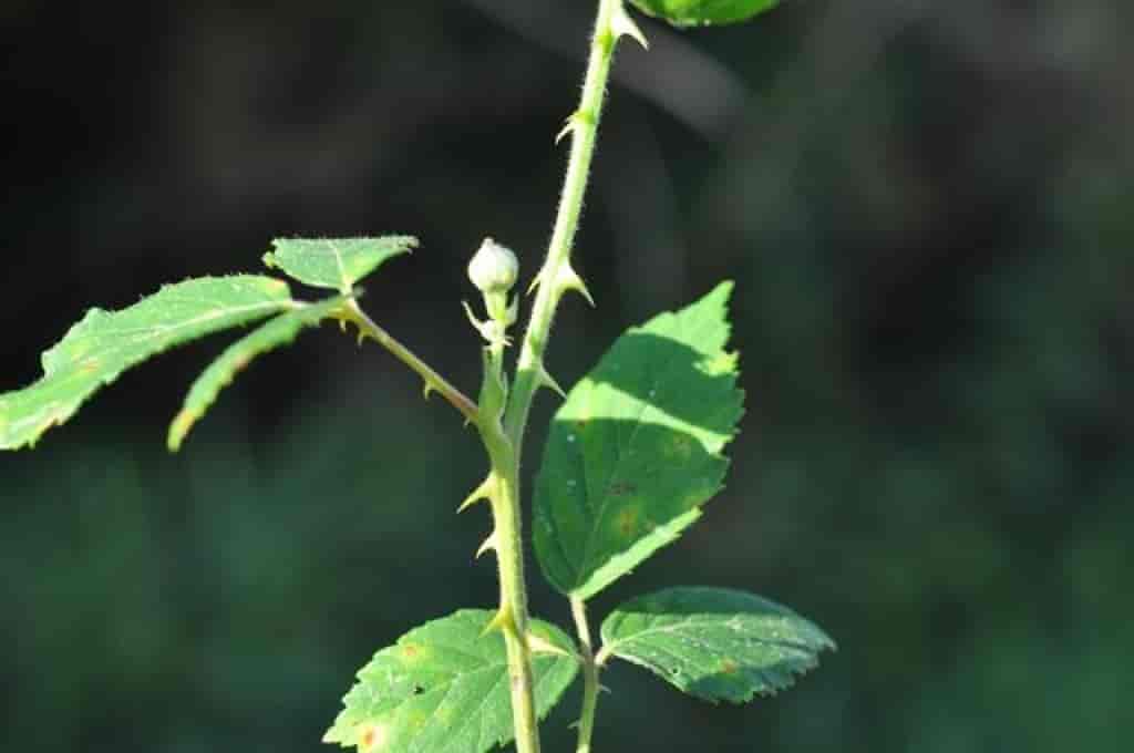 Rubus septentrionalis