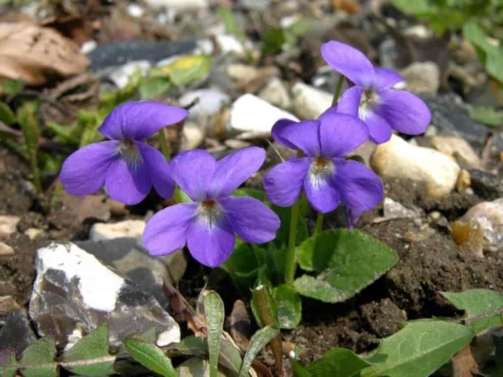 Viola hirta