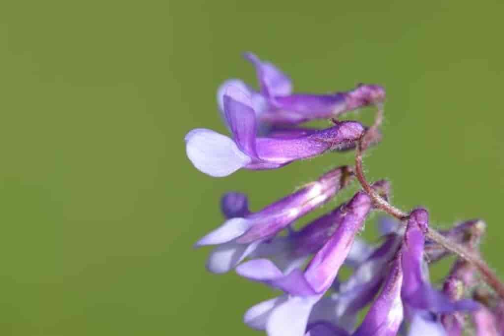 Vicia villosa ssp. villosa