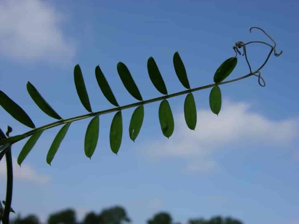 Vicia villosa (Cultiv)