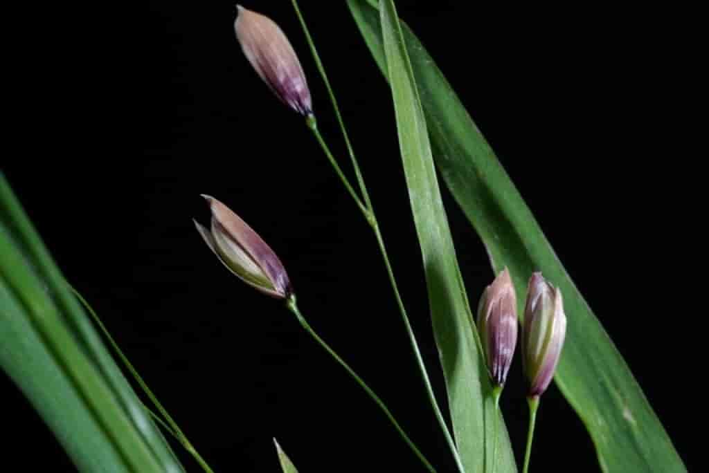 Melica uniflora