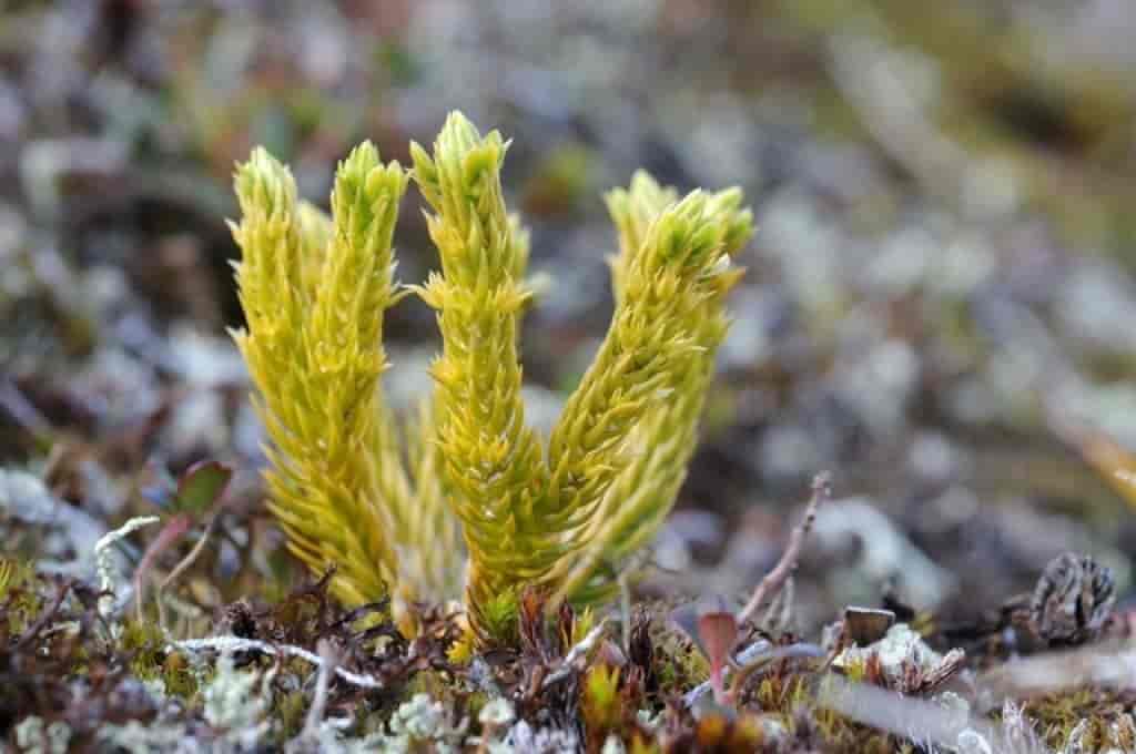 Huperzia selago ssp. arctica