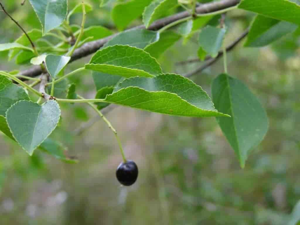 Prunus mahaleb