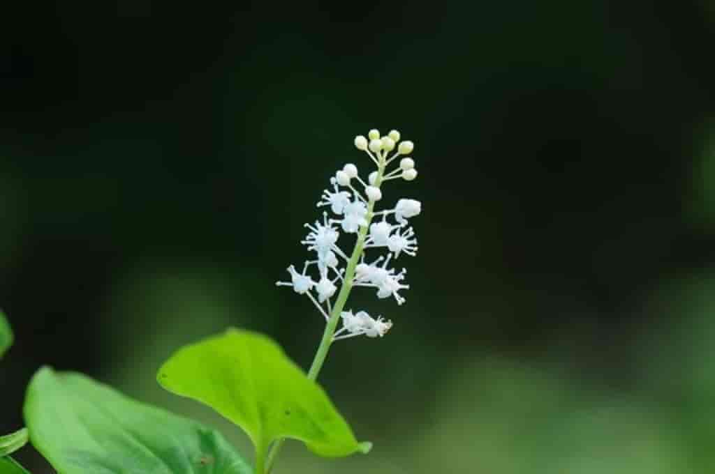 Majanthemum bifolium