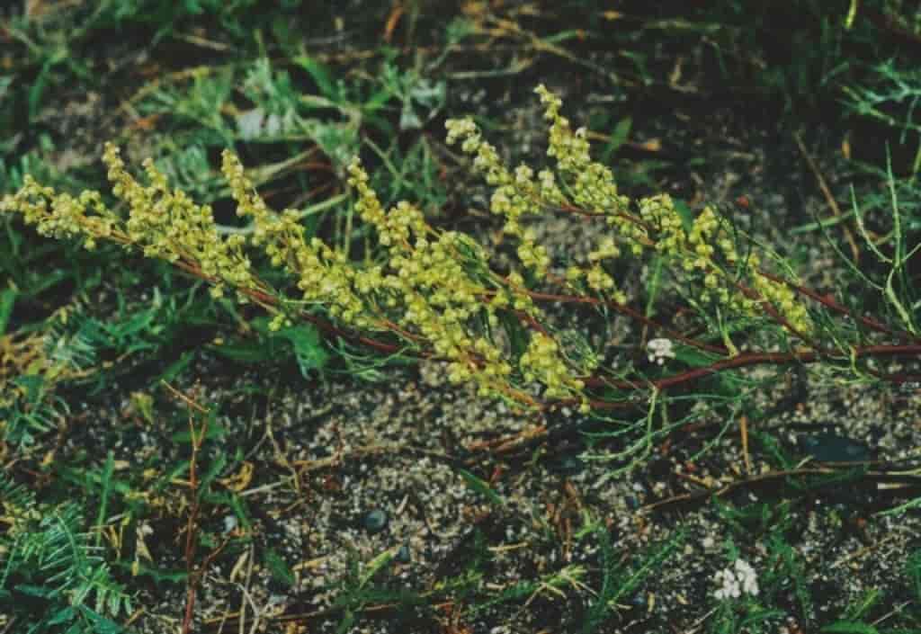 Artemisia campestris ssp. bottnica