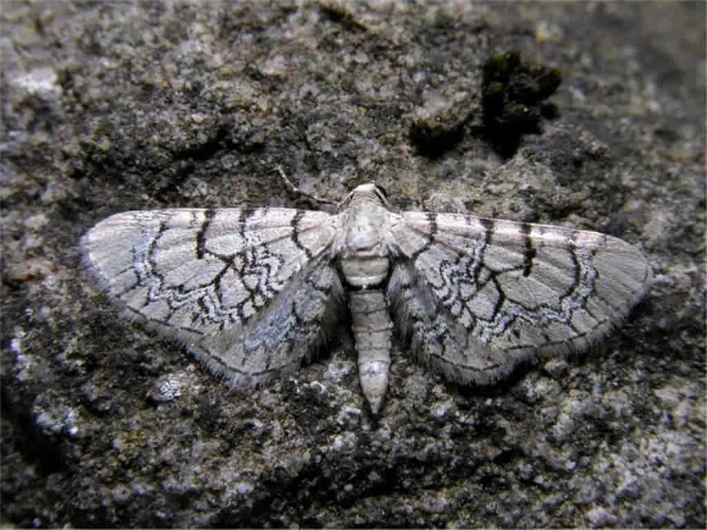 Eupithecia venosata