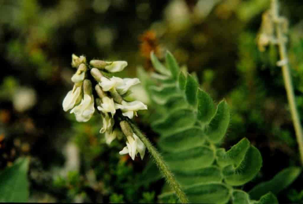 Oxytropis deflexa ssp. norvegica