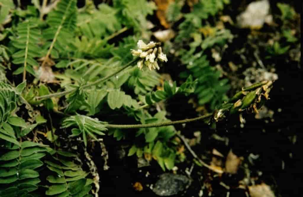 Oxytropis deflexa ssp. norvegica