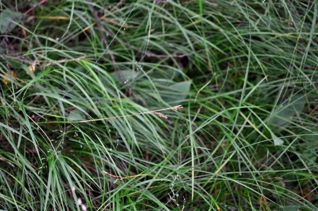 Carex pediformis ssp. rhizodes