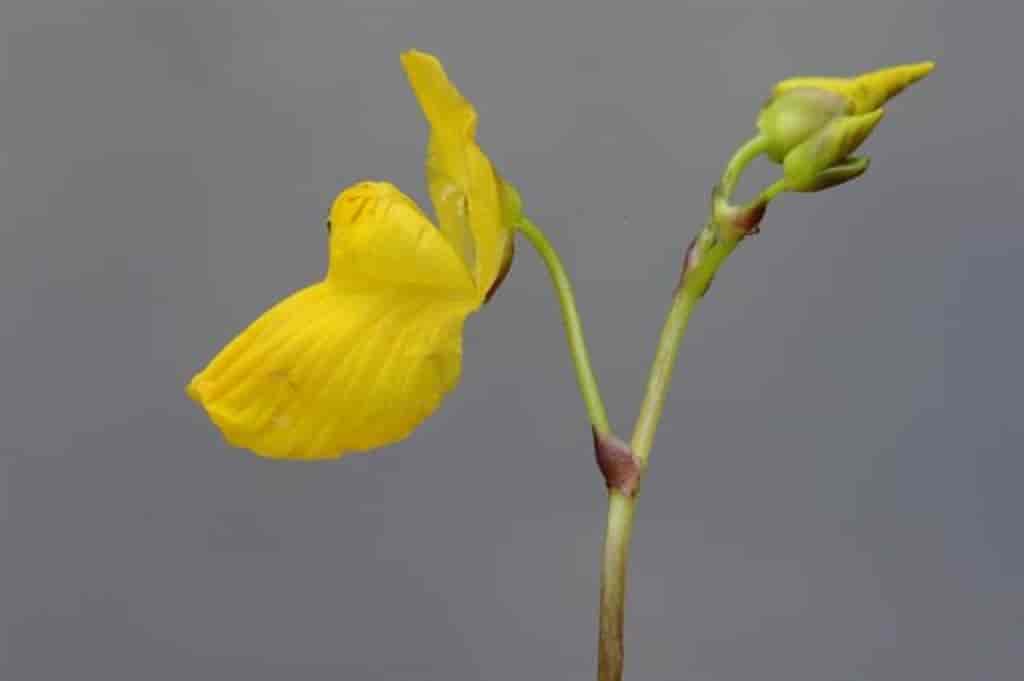 Utricularia ochroleuca