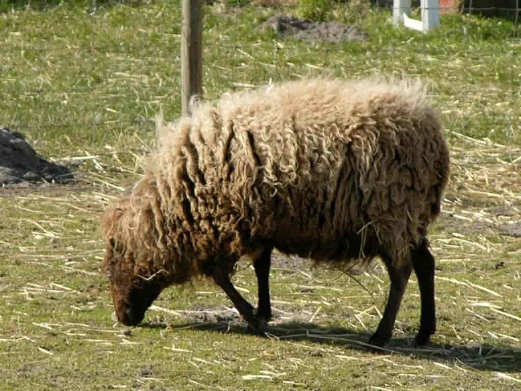 Ovis aries (Ouessant)