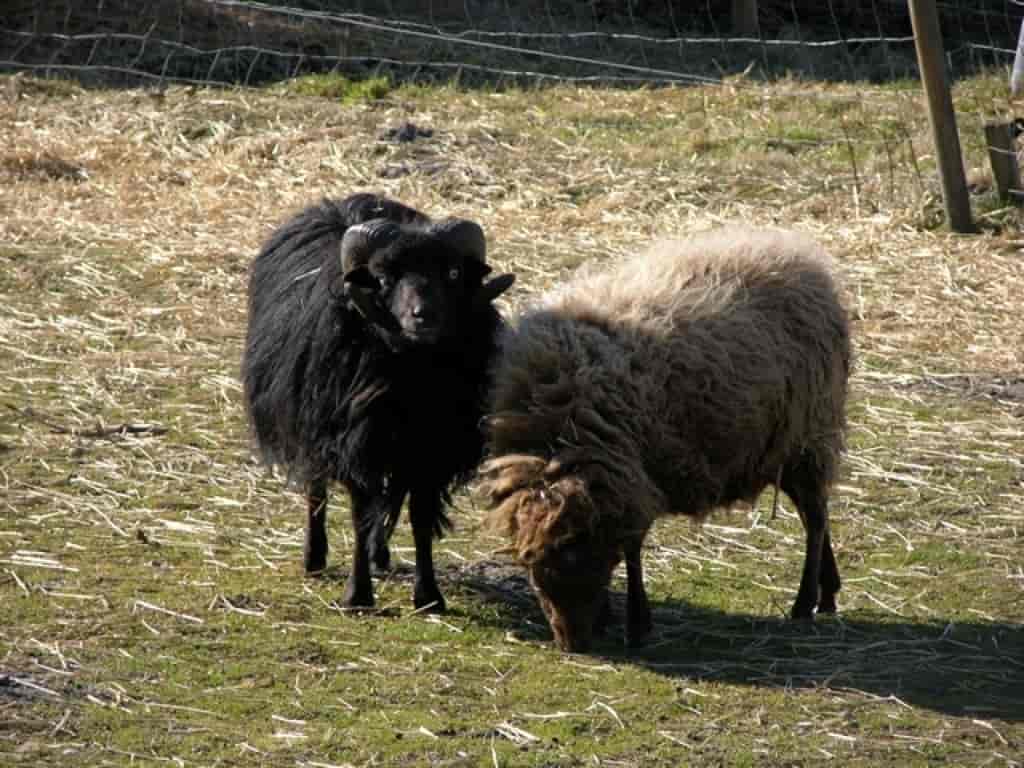 Ovis aries (Ouessant)