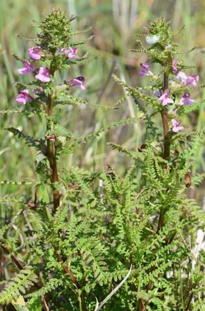 Pedicularis palustris