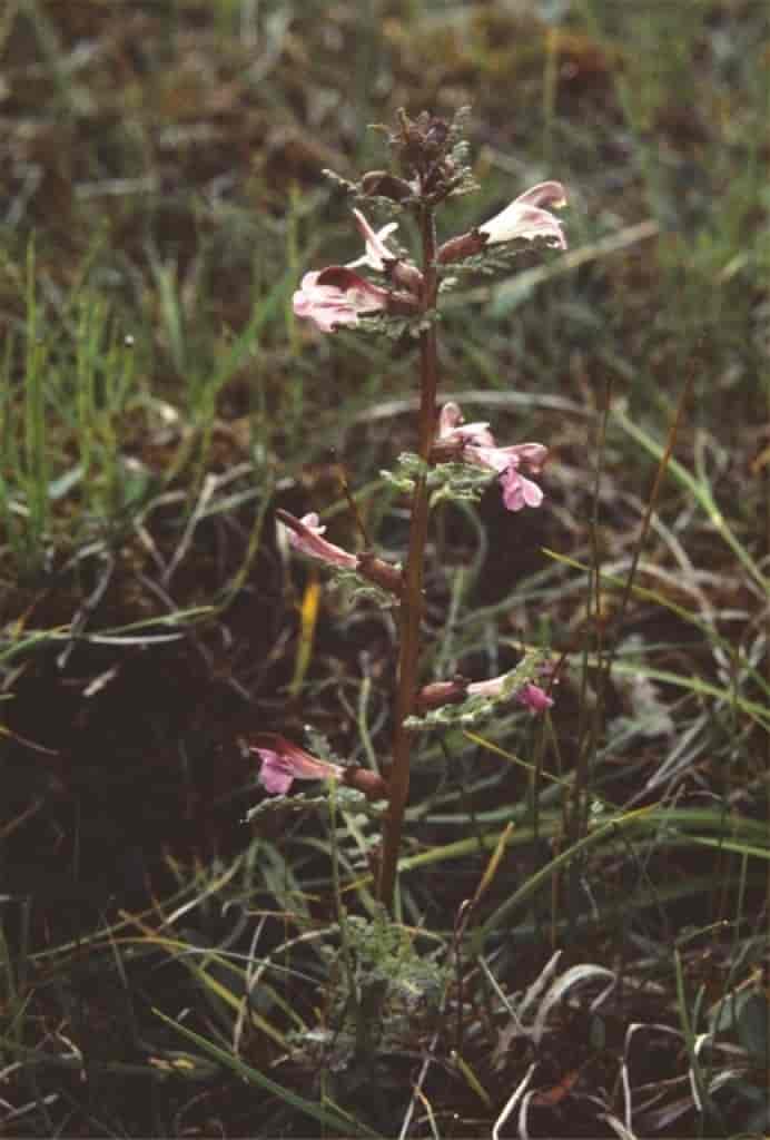 Pedicularis palustris ssp. borealis
