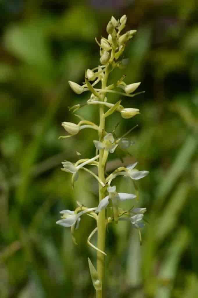 Platanthera bifolia ssp. latiflora