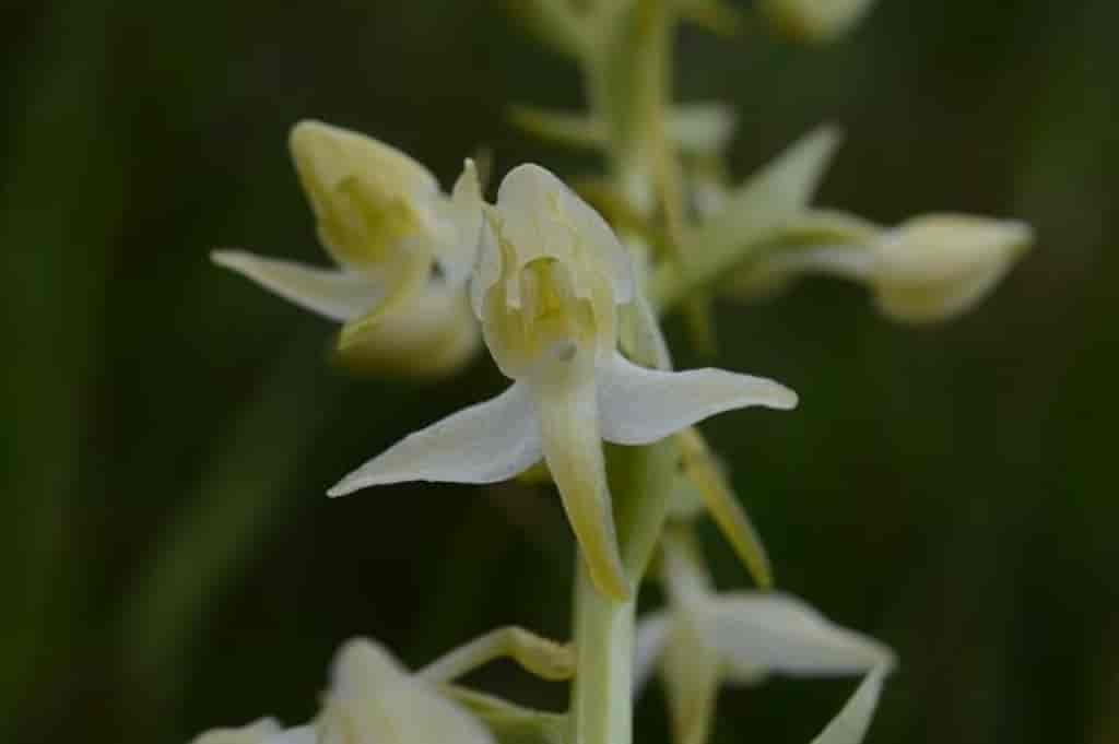 Platanthera bifolia ssp. latiflora x chlorantha