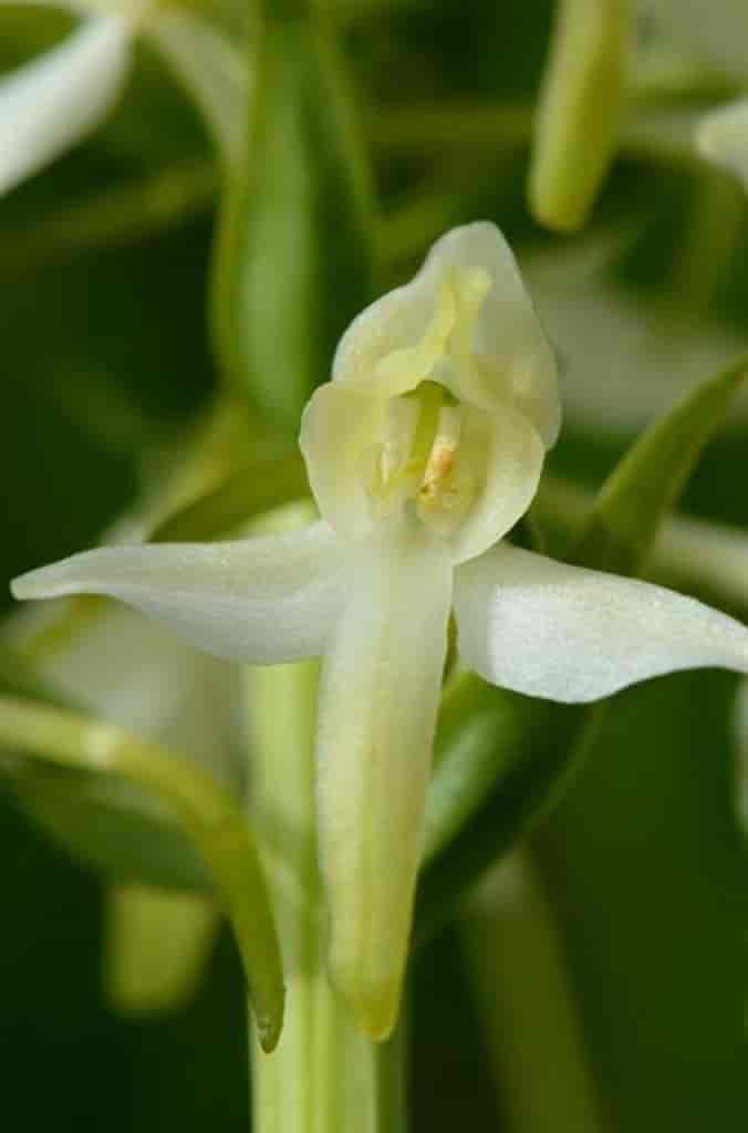 Platanthera bifolia ssp. bifolia