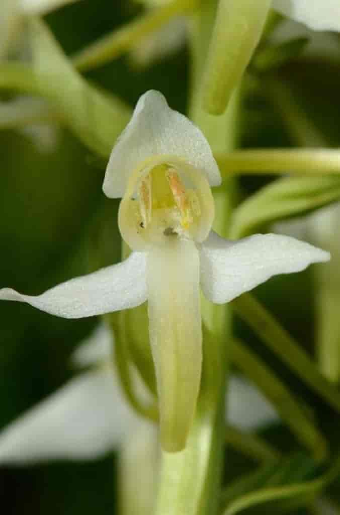 Platanthera bifolia ssp. bifolia x chlorantha