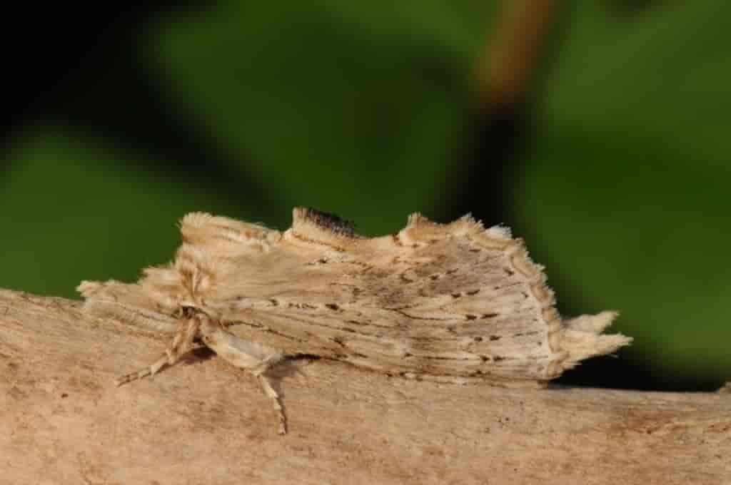 Pterostoma palpina