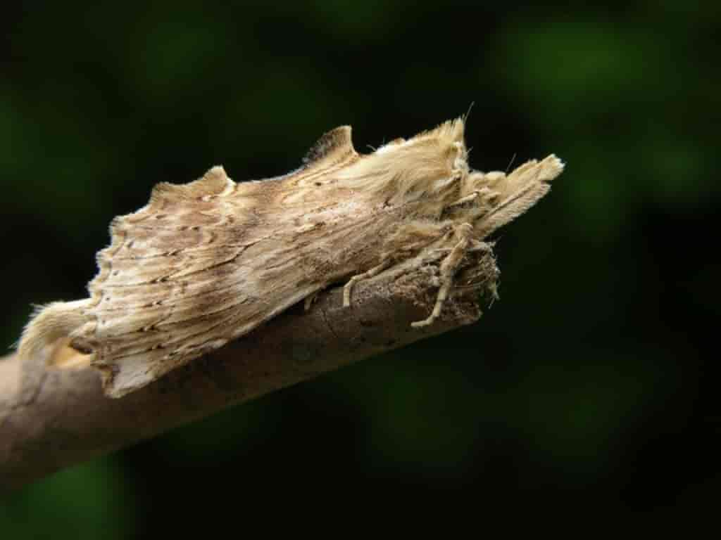 Pterostoma palpina