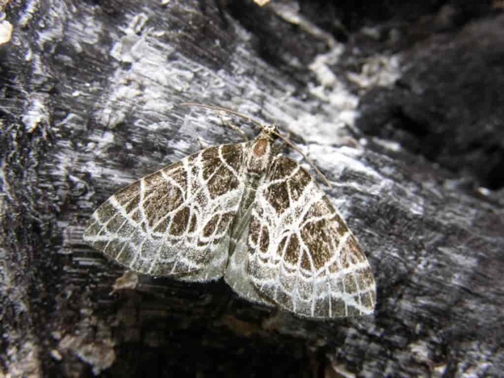 Eustroma reticulata