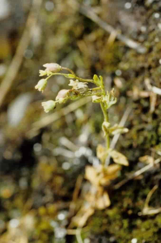 Saxifraga osloensis